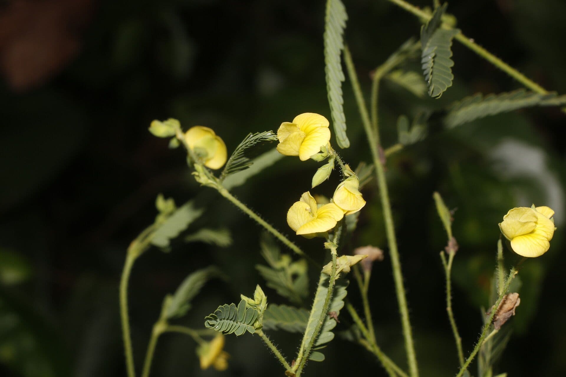 Aeschynomene sensitiva 10