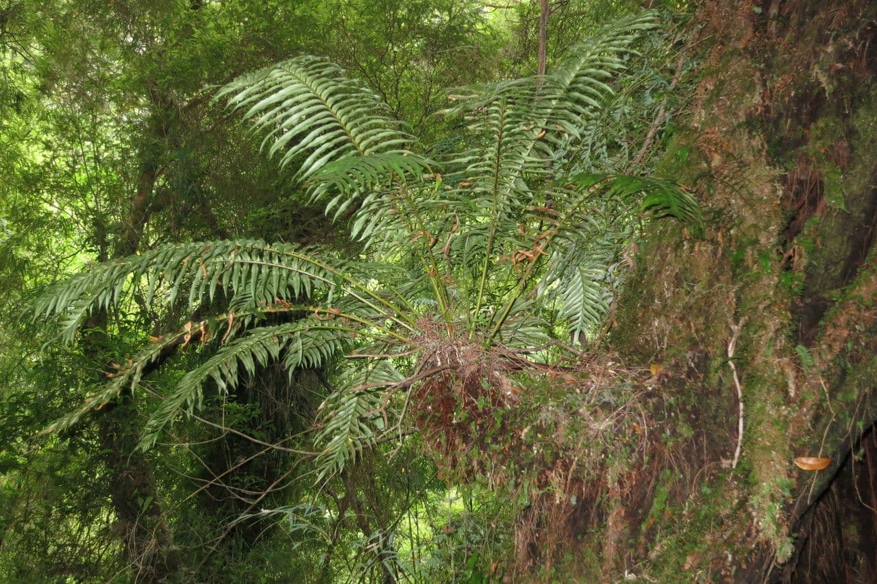 Blechnum 2