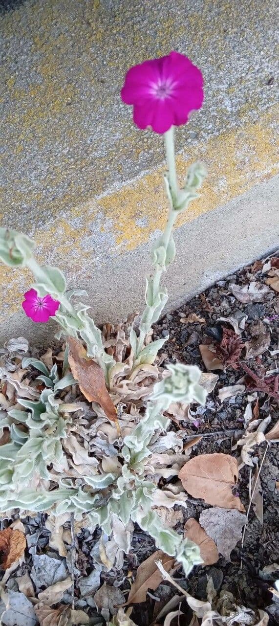Silene coronaria 15