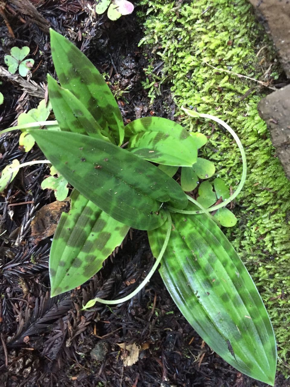 Scoliopus 7