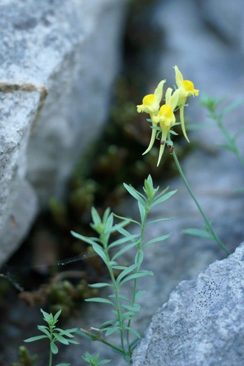 Linaria 3