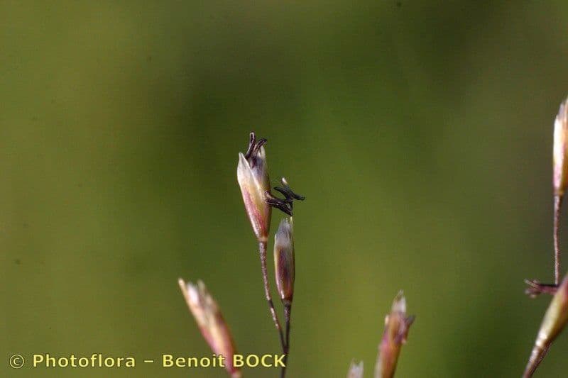 Deschampsia media 2