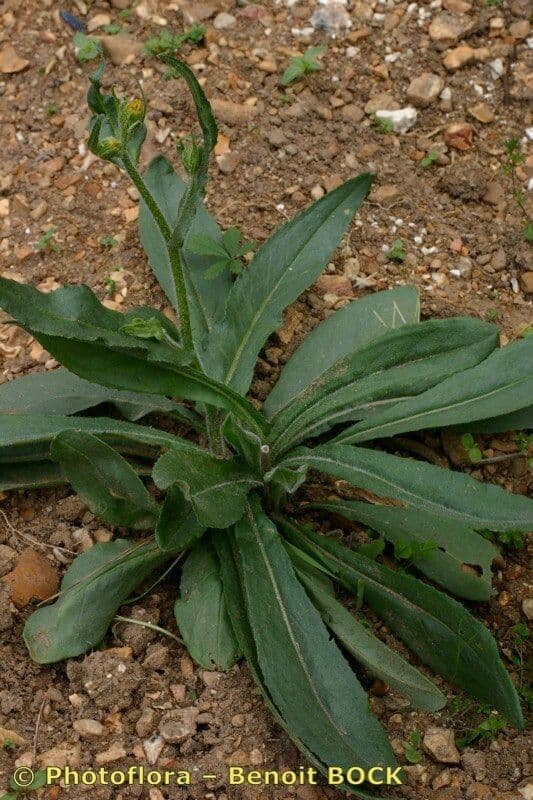 Senecione 4