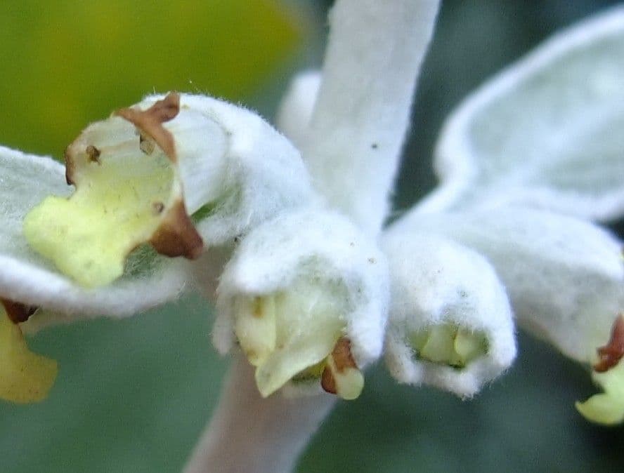 Sideritis 6