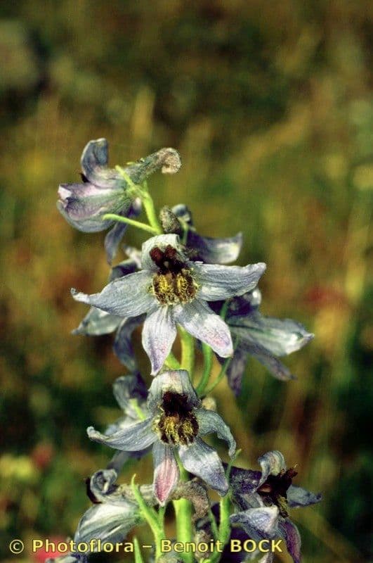 Delphinium 18