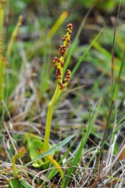 Botrychium 7