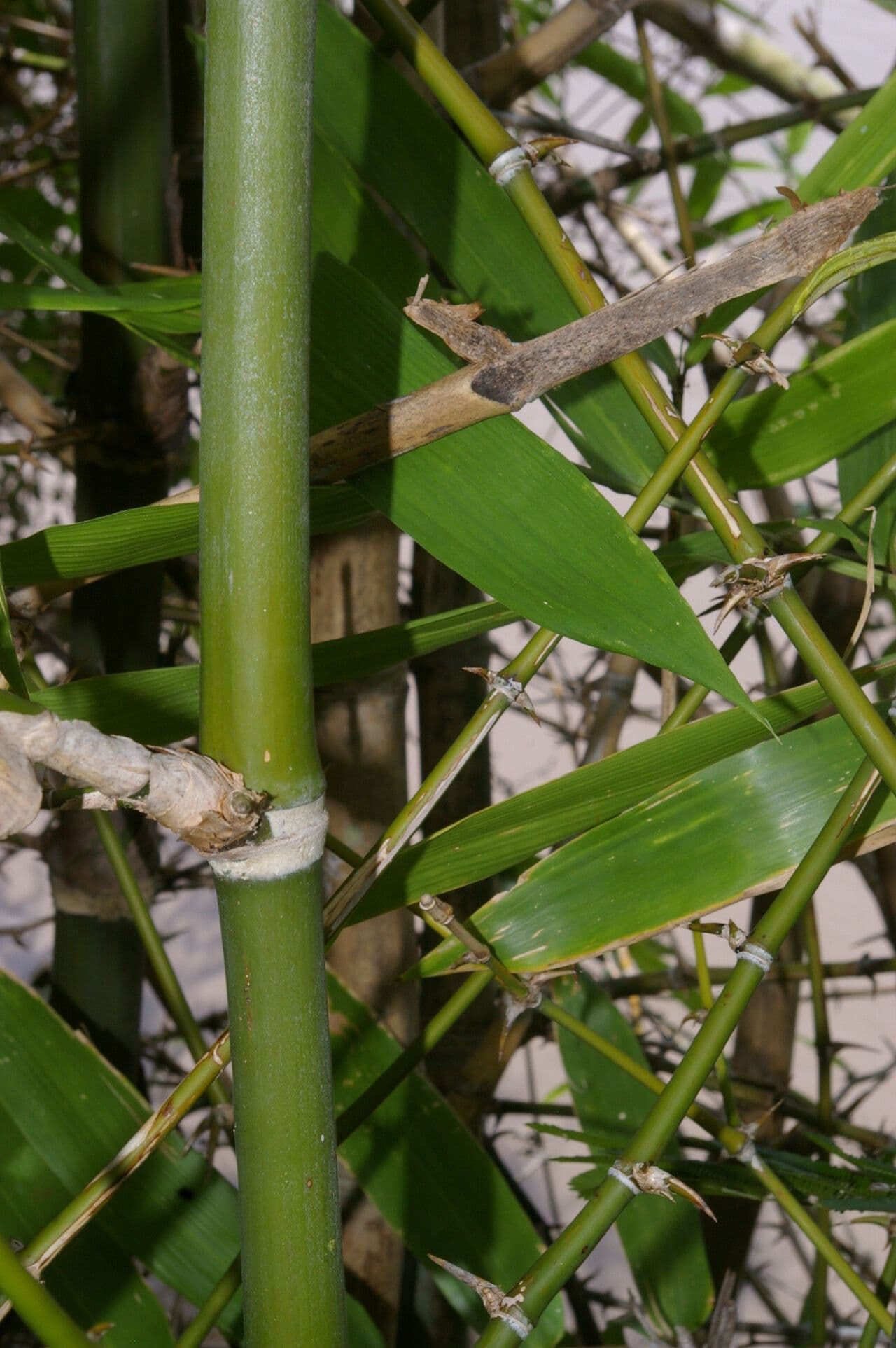 Guadua