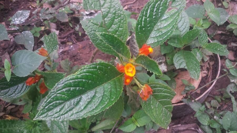Chrysothemis pulchella 6
