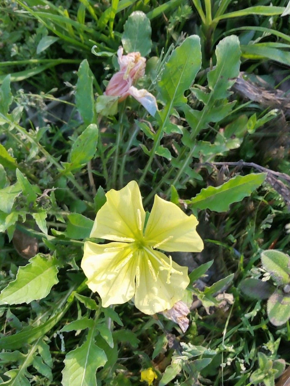 Onagre trilobée 4