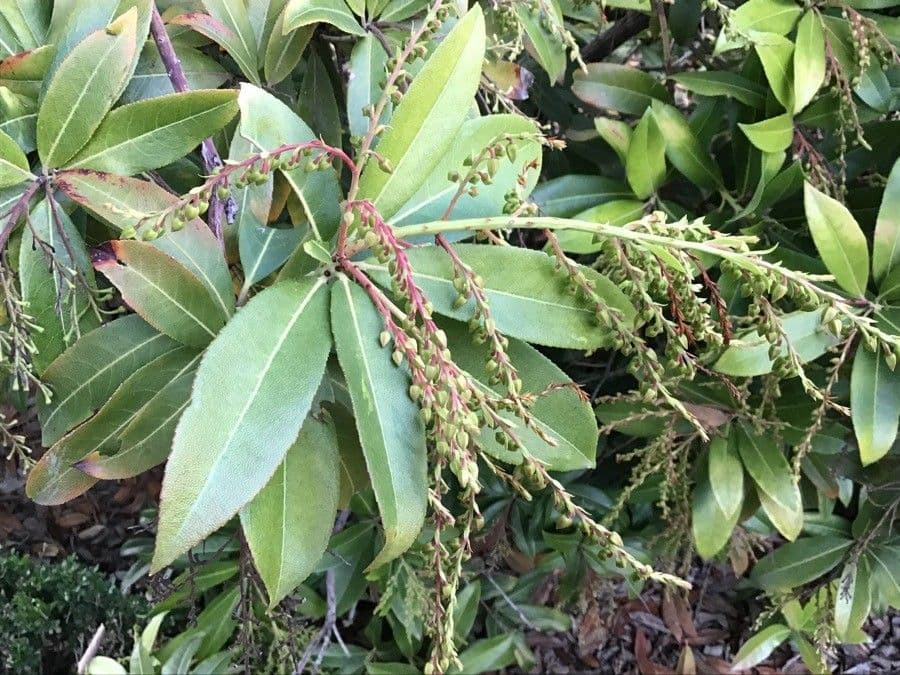 Pieris 6