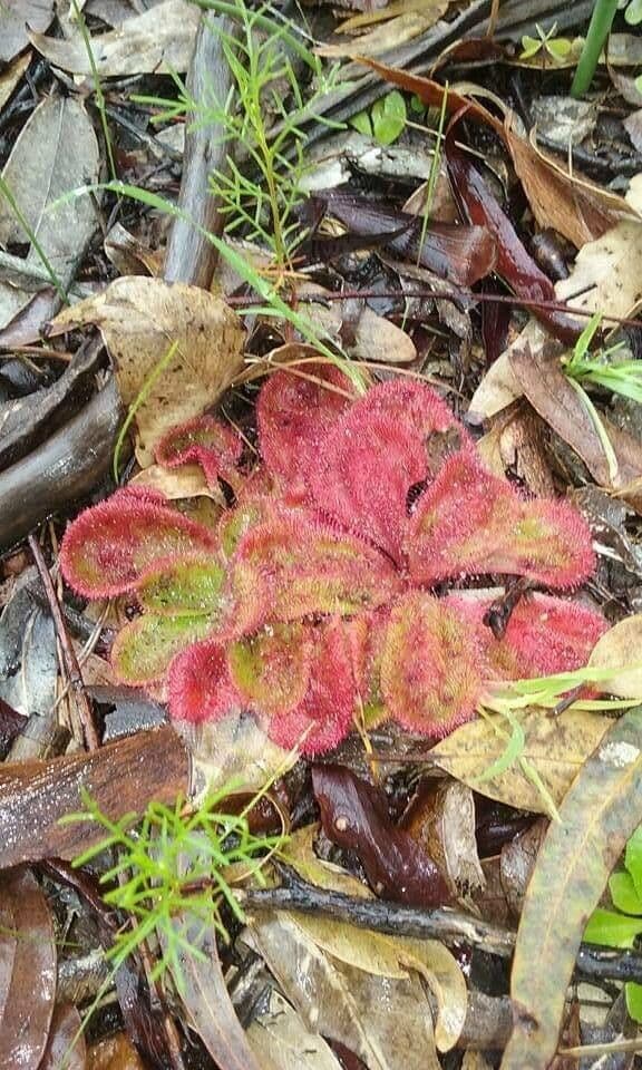 Drosera