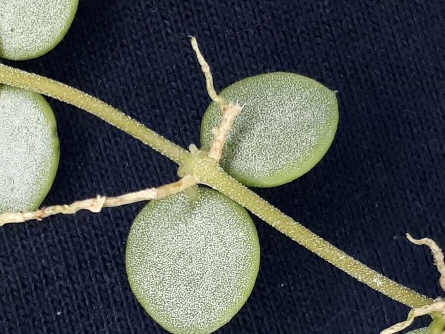 Dischidia 12