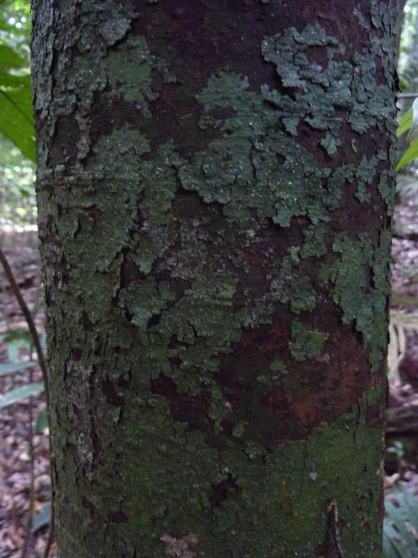 Licaria
