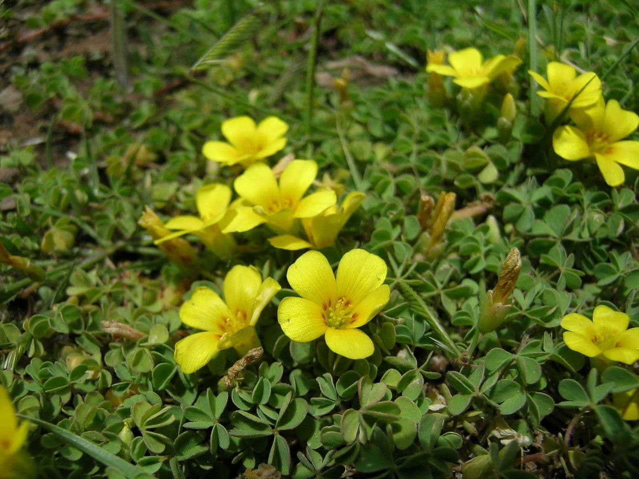 Acetosa 3