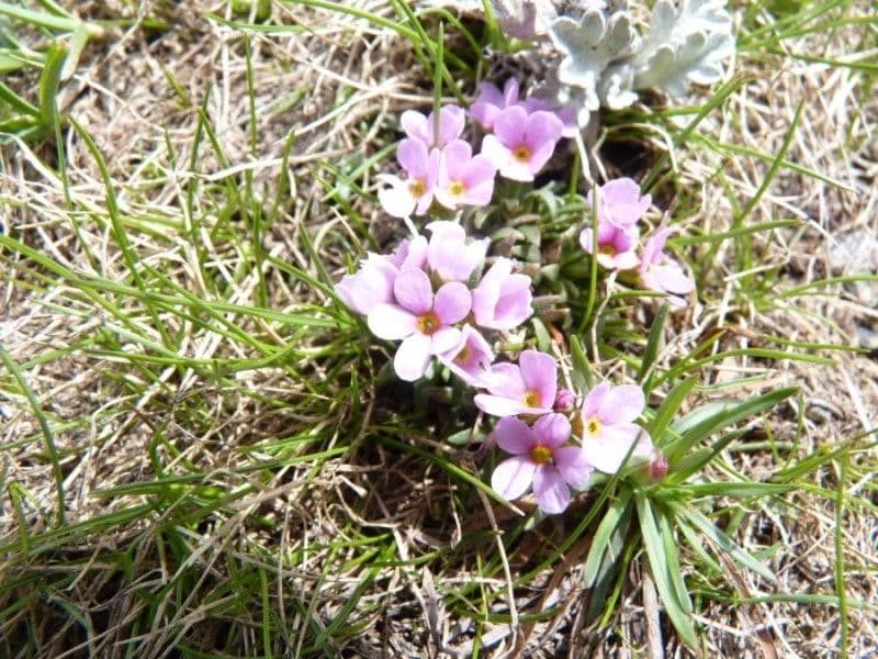 Androsace di Haller 8