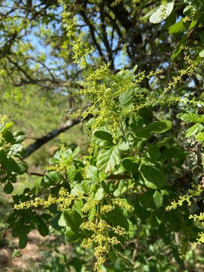 Searsia pyroides 5