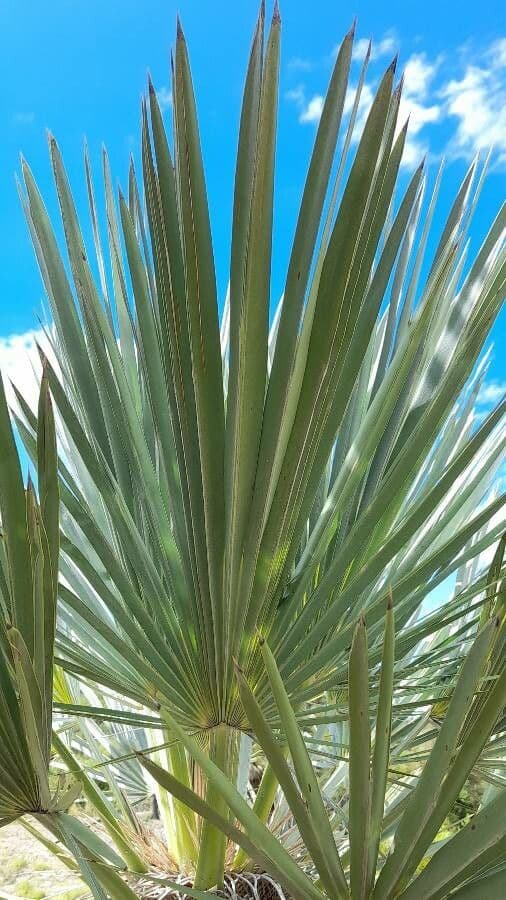 Trithrinax polny 12