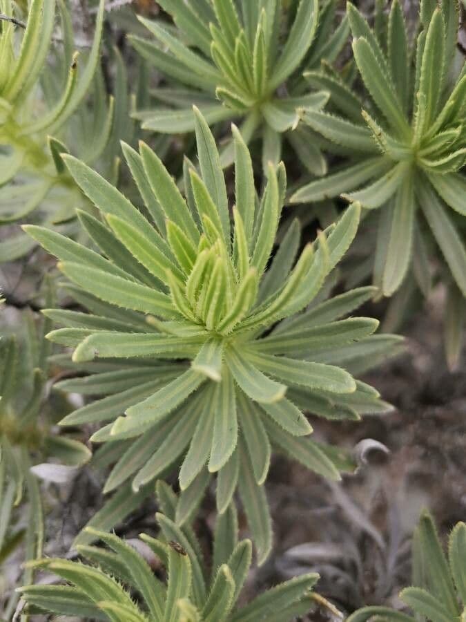 Echium ostny 12