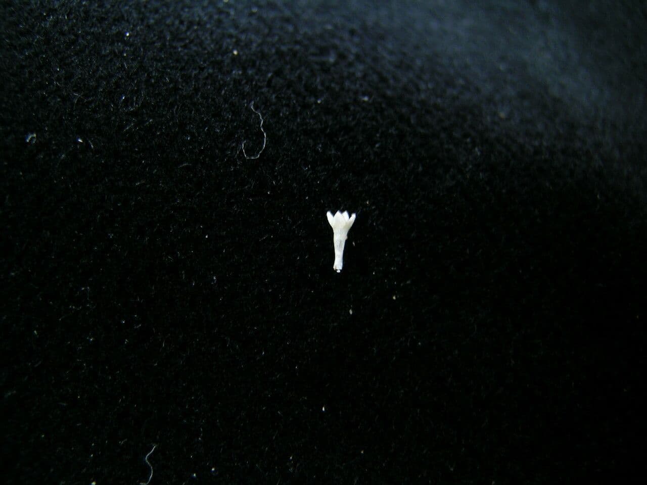 Mitracarpus hirtus 19