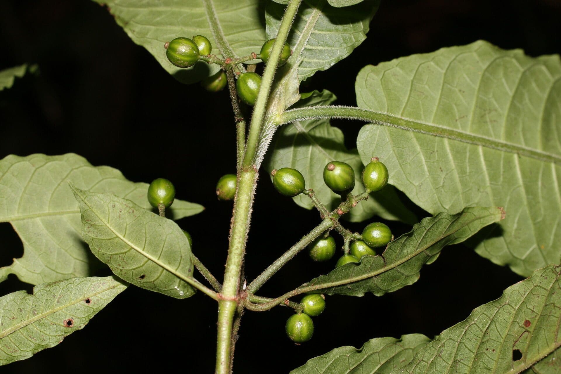 Psychotria 3
