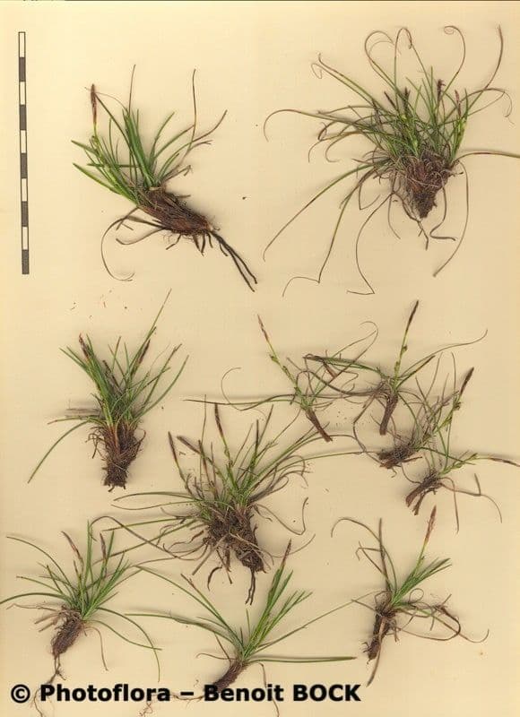 Dwarf sedge 26