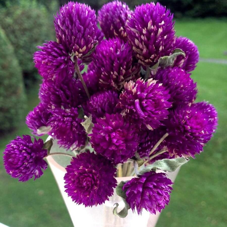 Gomphrena globuleuse 8
