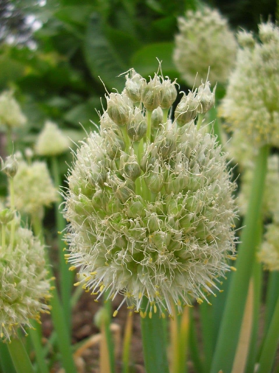 Cebula dymka 4