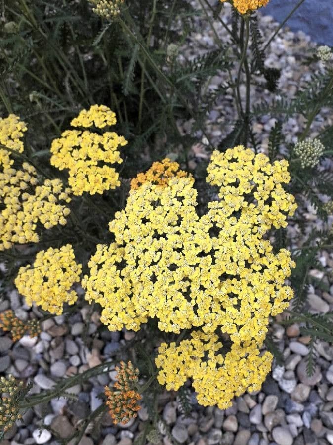 Achillea filipendula 7
