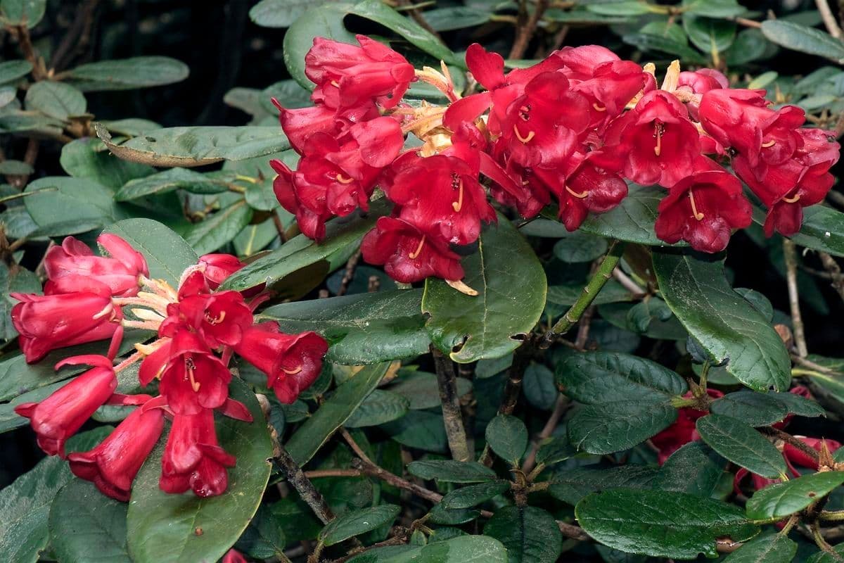 Rododendron 3