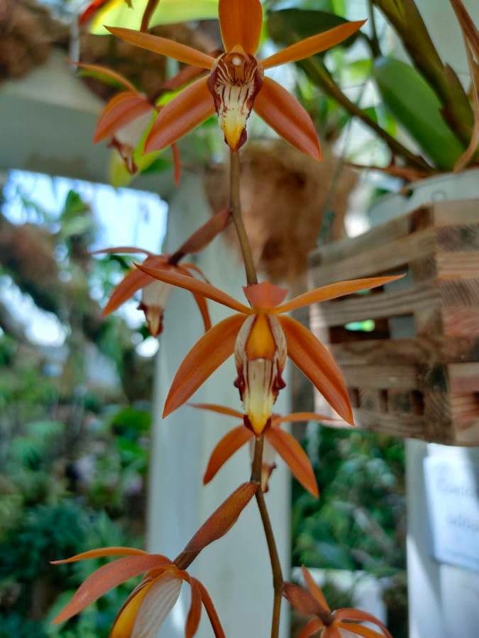 Phaius