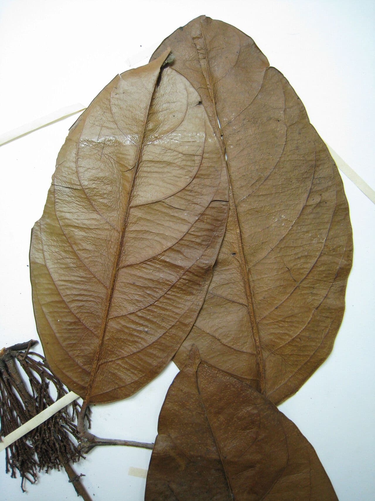 Cheiloclinium 2