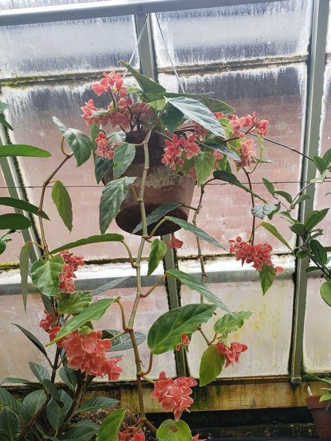 Begonia 3