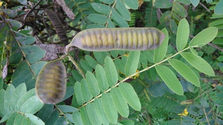 Senna didymobotrya