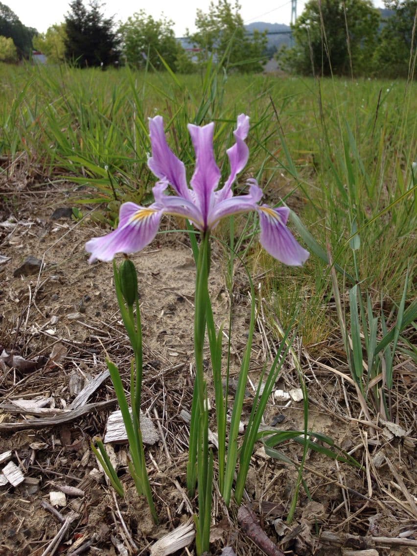 Iris tenace 6