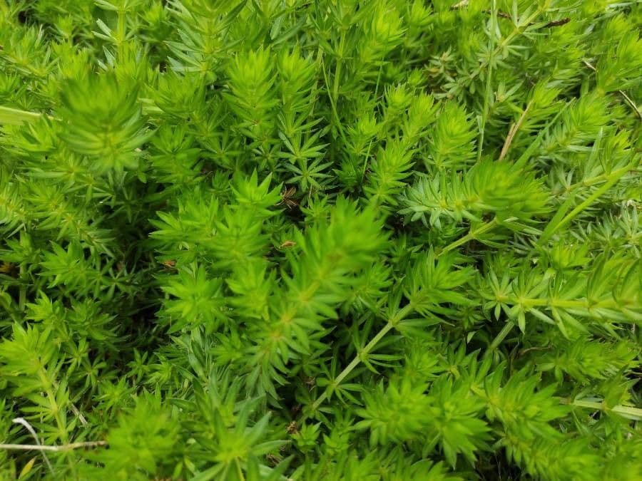 Fopside 12