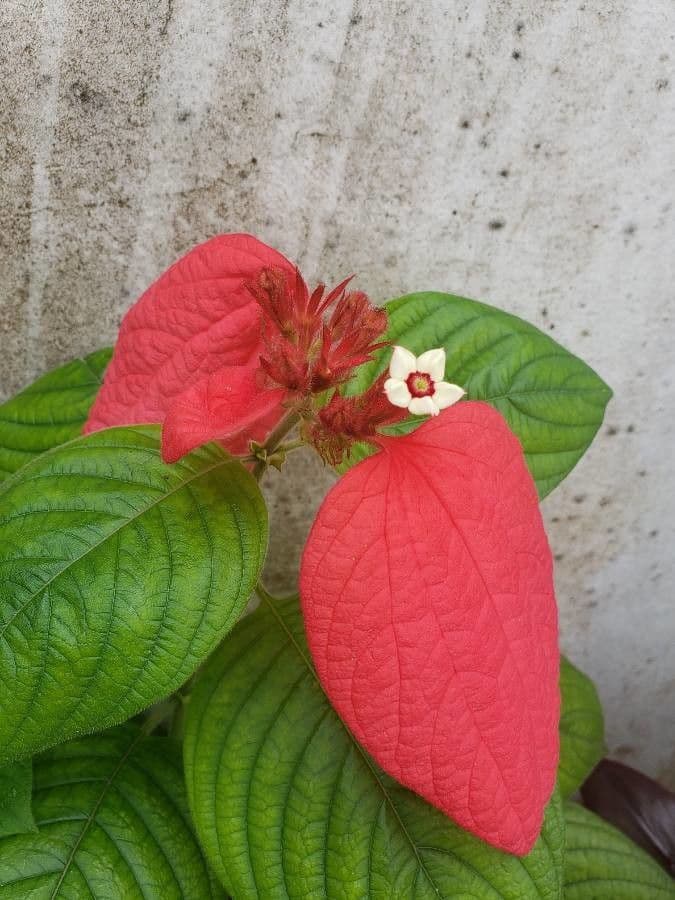Mussaenda erythrophylla