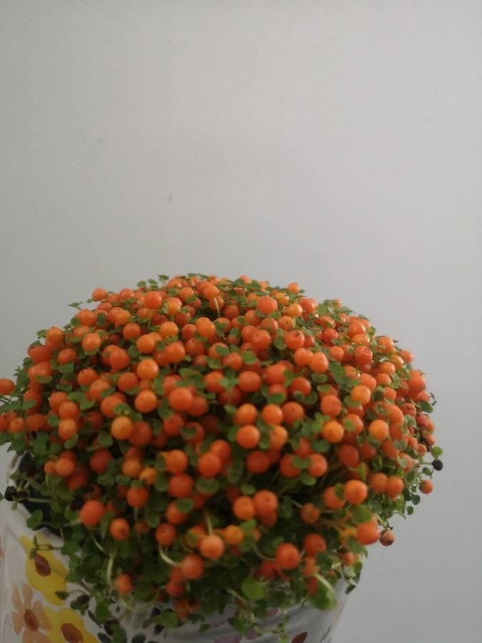 Nertera granadensis 6