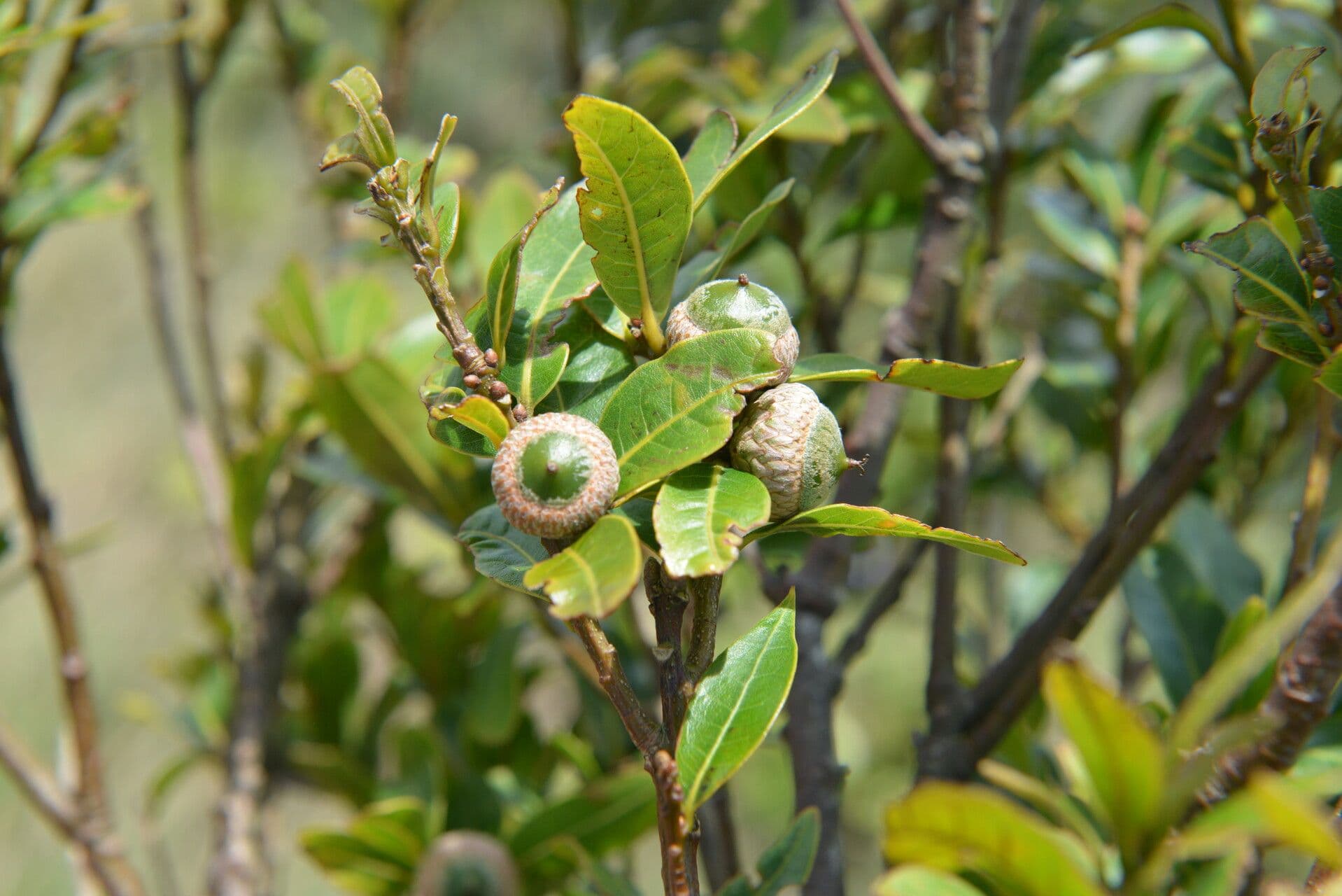 Quercia