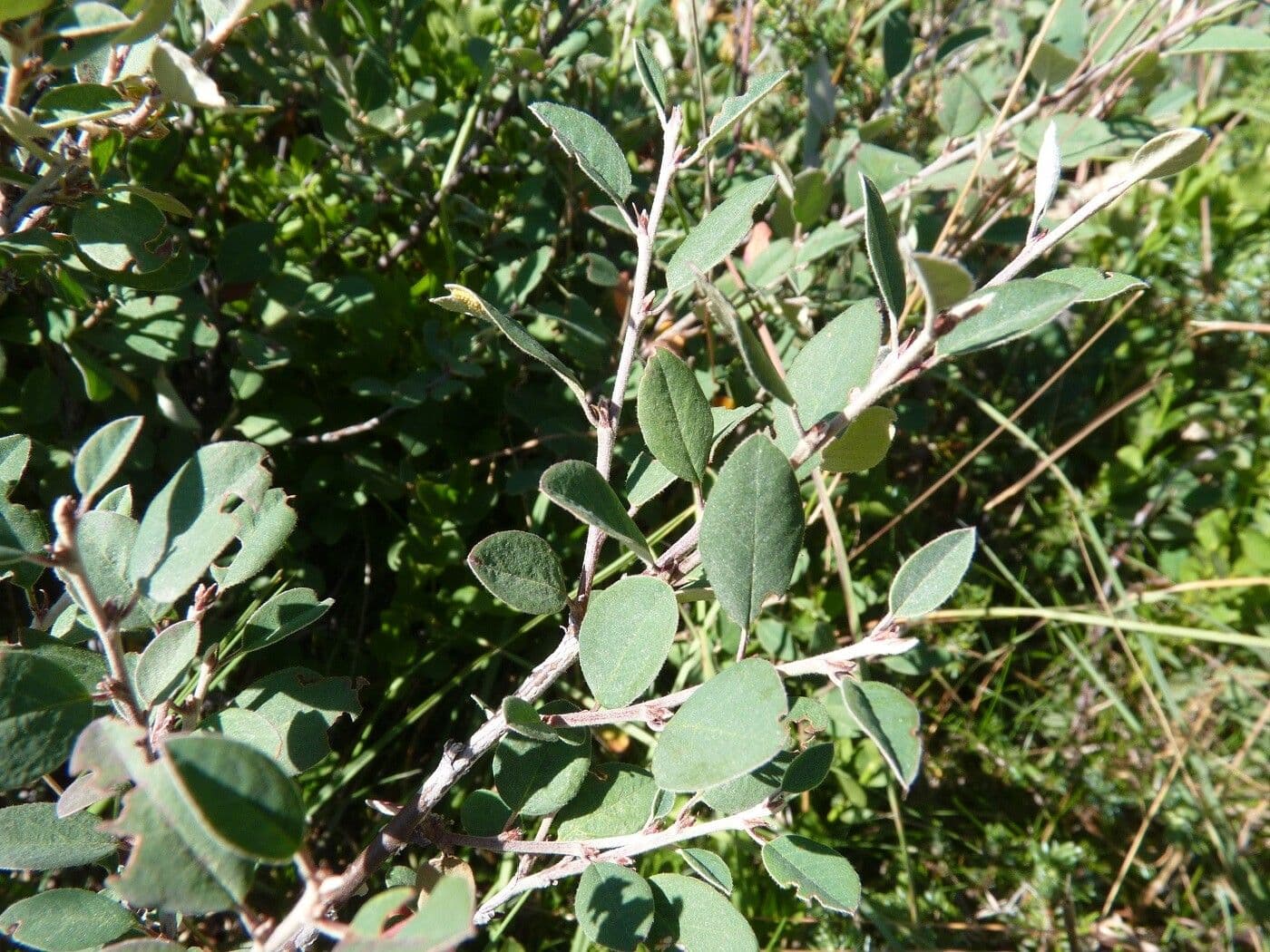 Cotoneaster 7