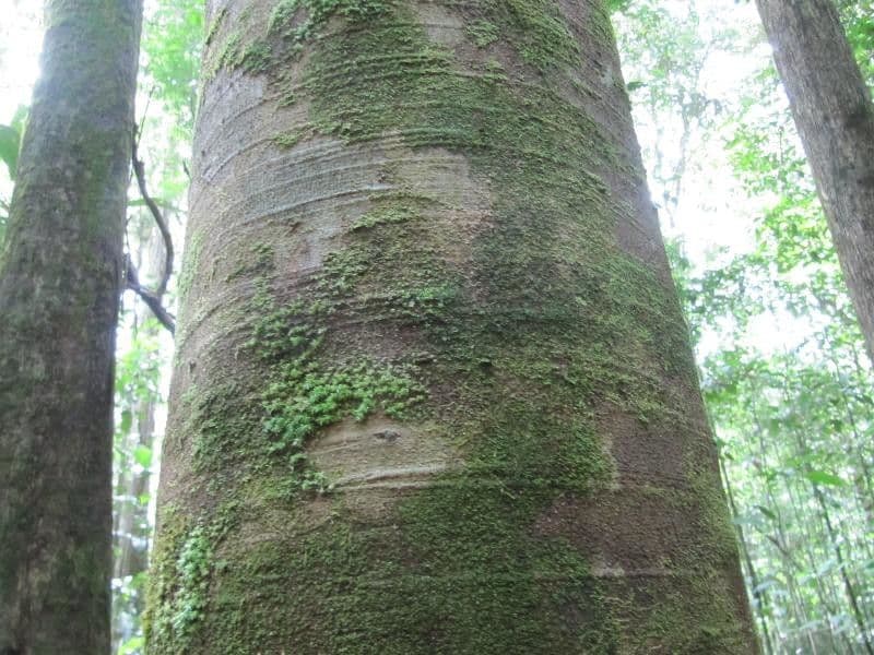 Batesia 3