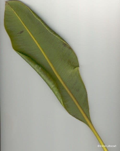 Myodocarpus 11