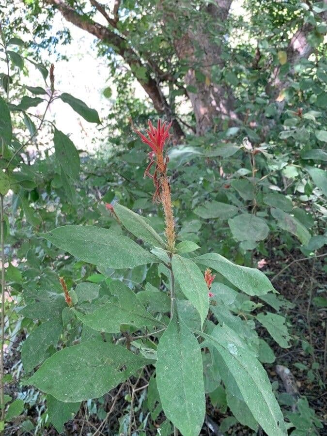 Aphelandra scabra 14