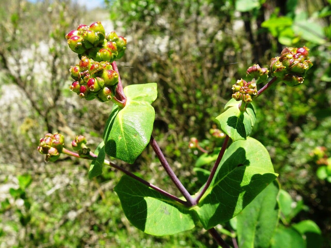 Caprifoglio etrusco 30