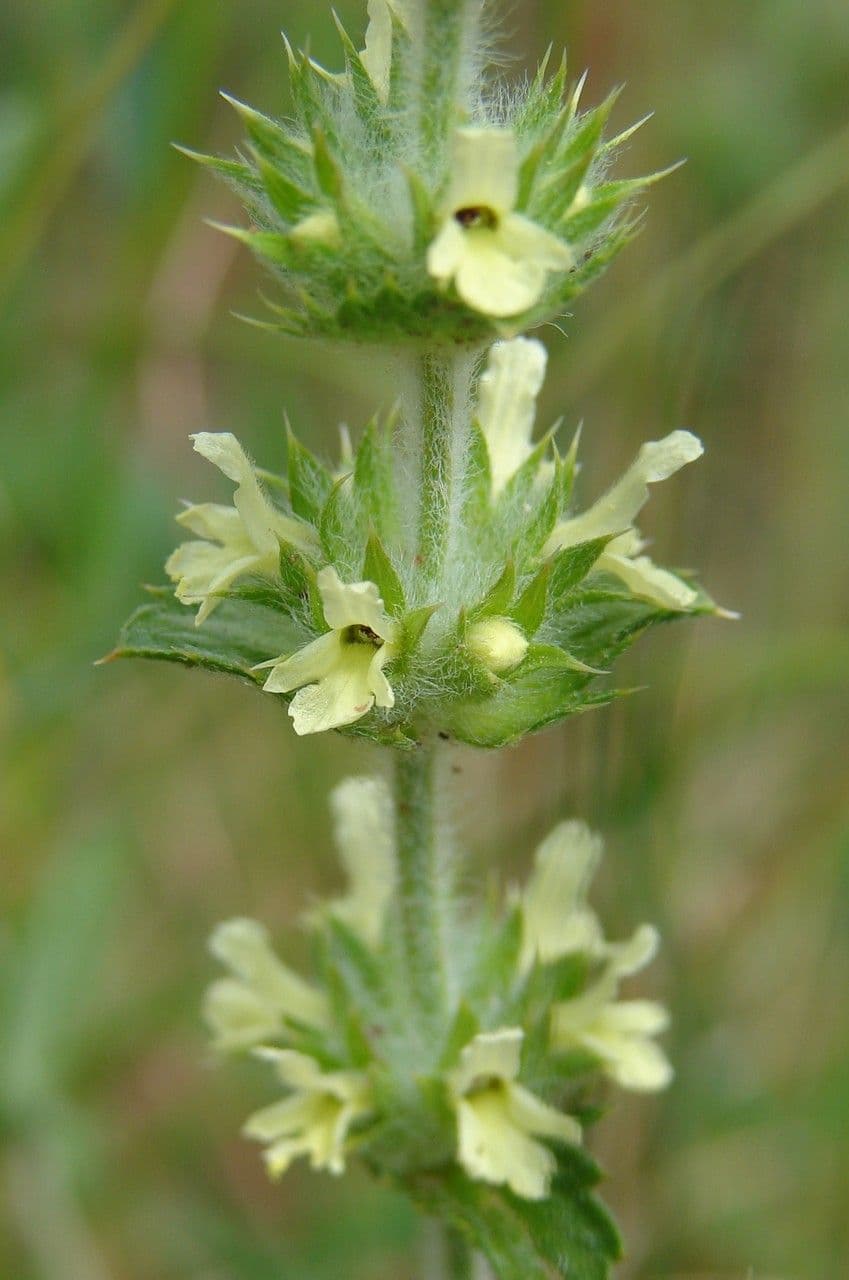 Sideritis 6