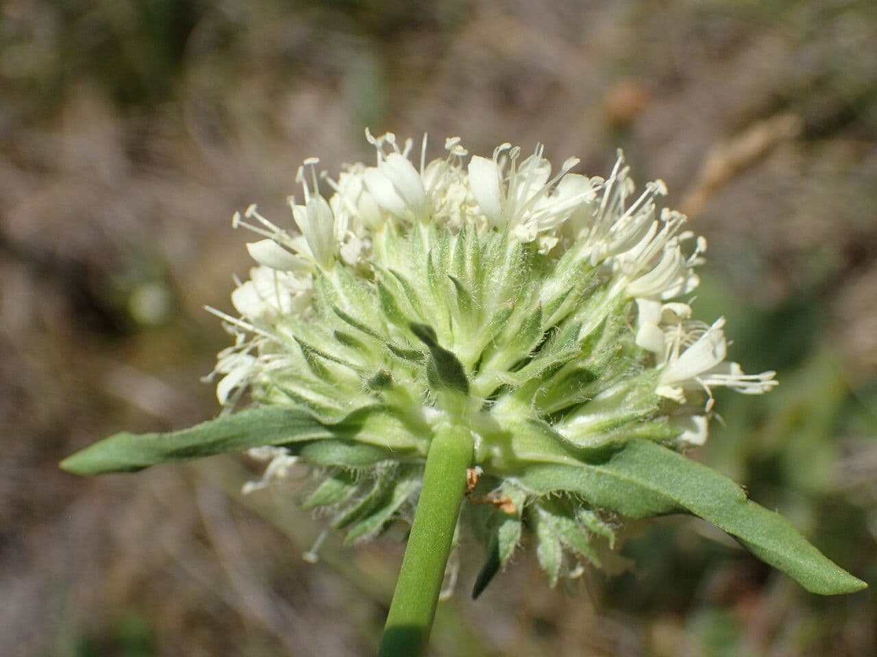 Saponaria bellidifolia 8