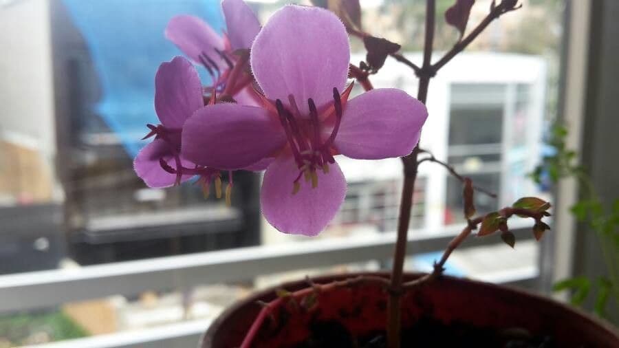 Centradenia 5