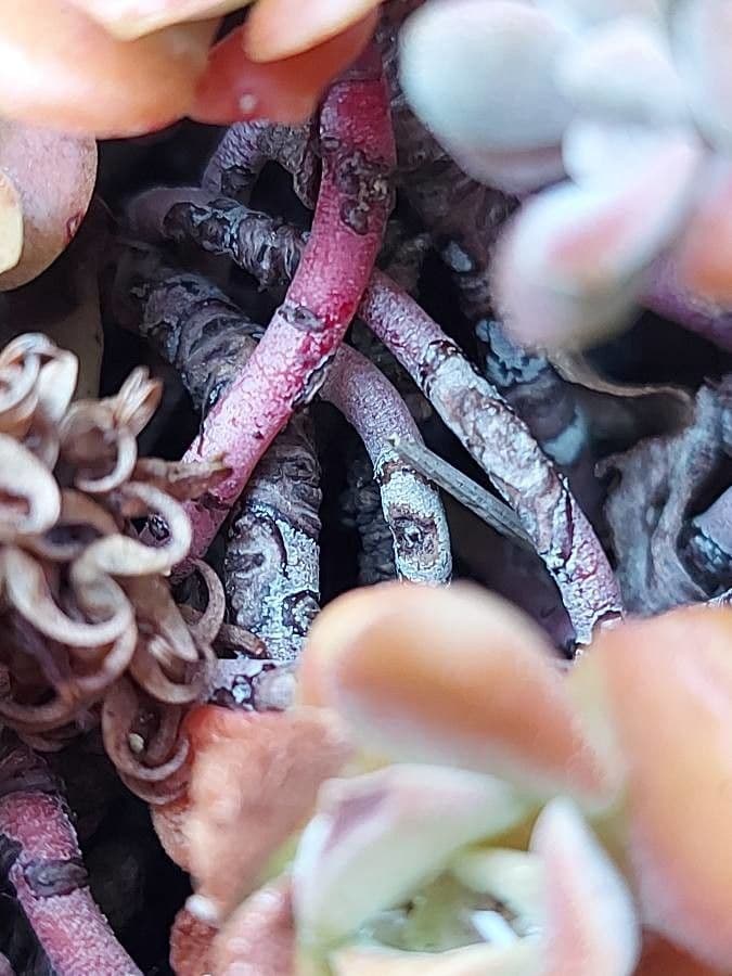 Borracina spatolata 19