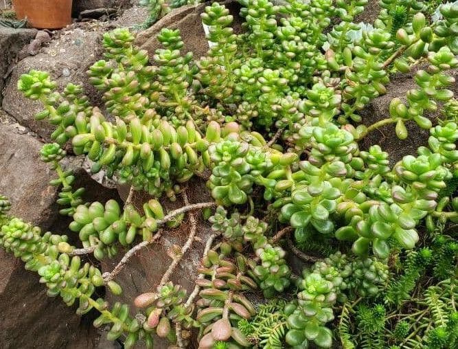 Sedum lucido 6