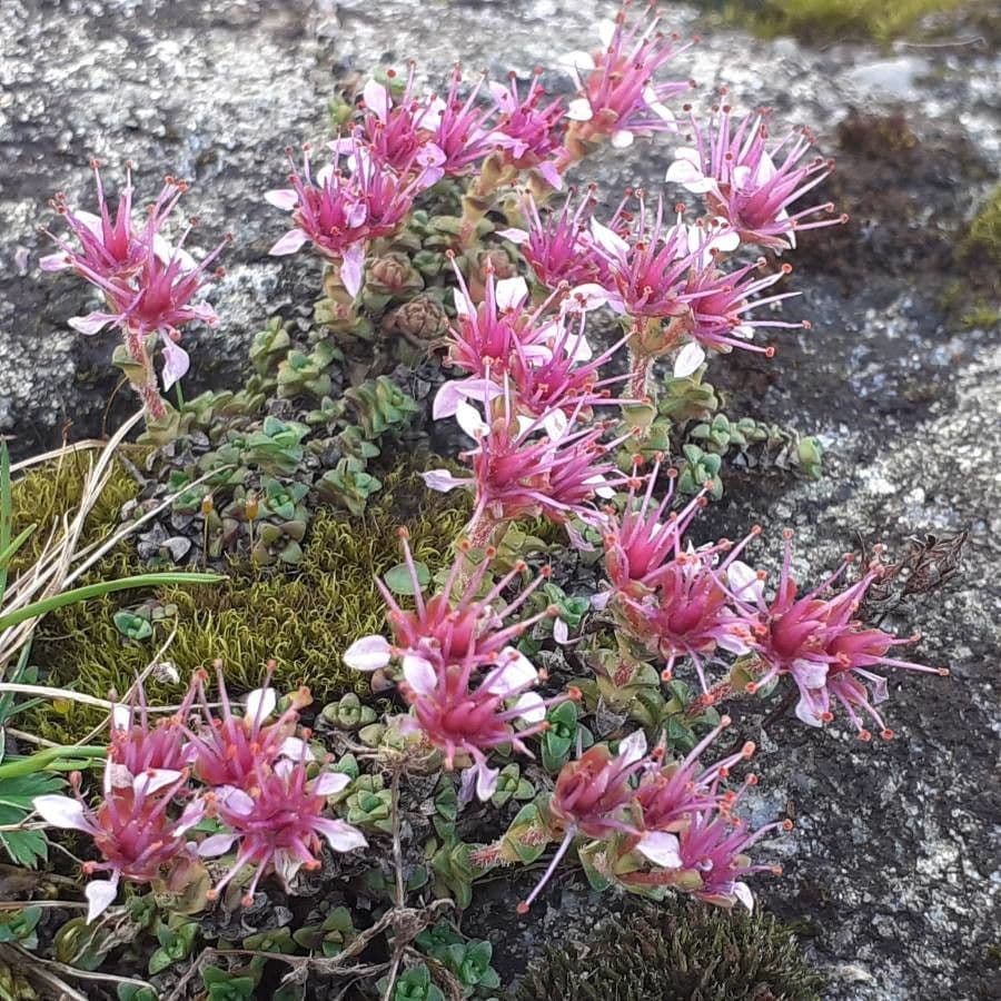 Sassifraga retusa 3