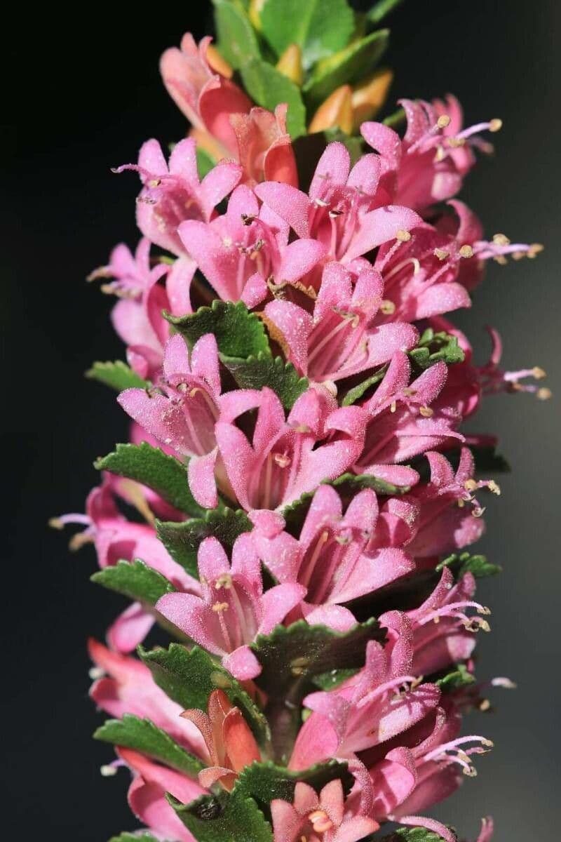 Eremophila
